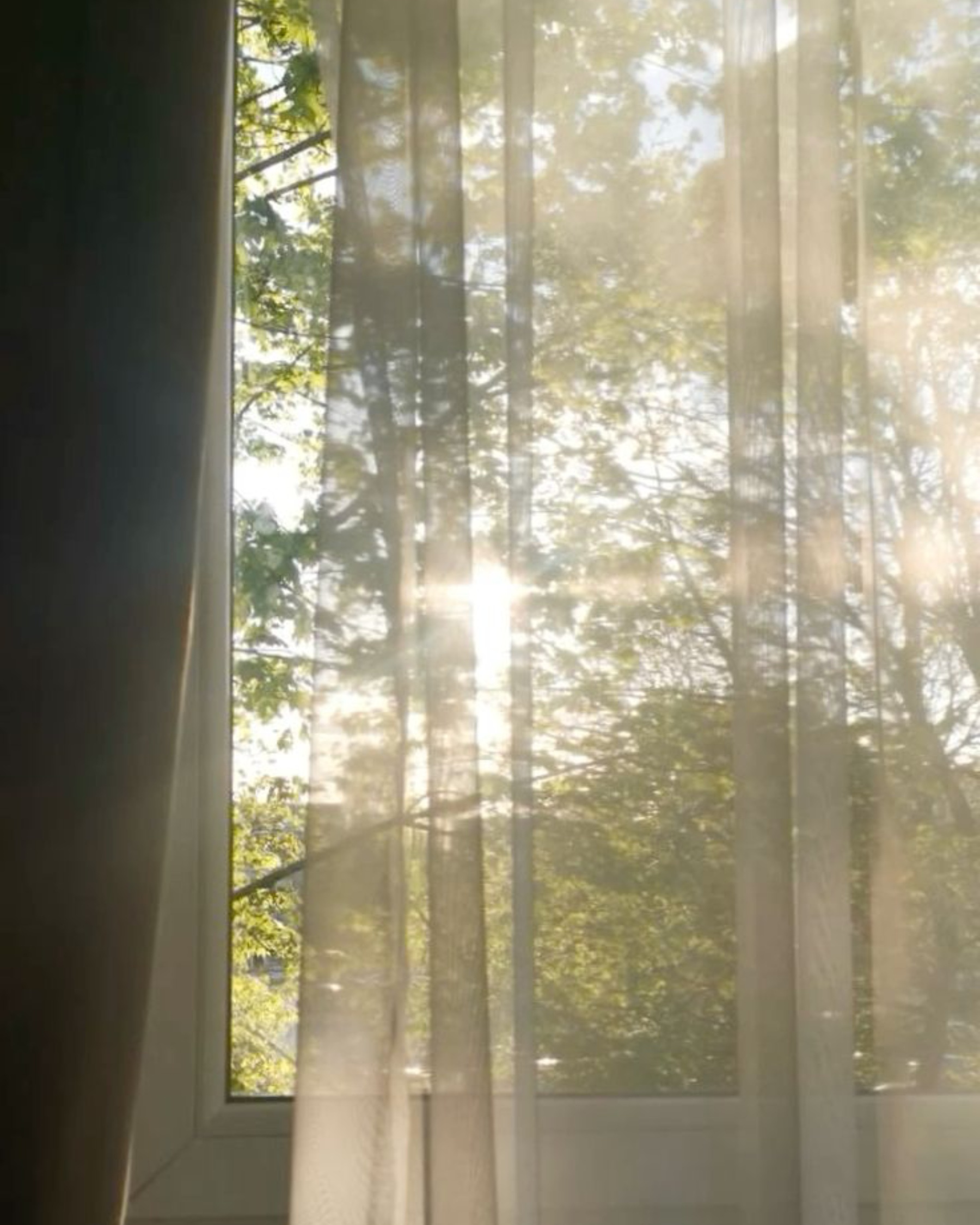 Sunlight filtering through a forest